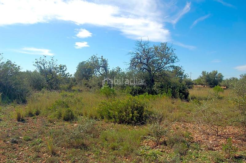 Foto 0bd15f64-ab43-478f-be8b-9d362a43f070. Landgut in Ampolla (L´)