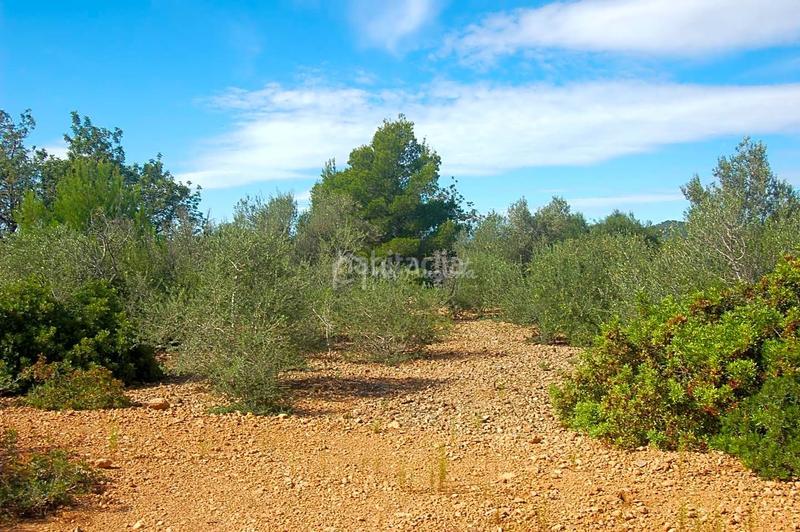 Foto 328c779f-f336-47c1-888e-6b821b719c26. Landgut in Ampolla (L´)