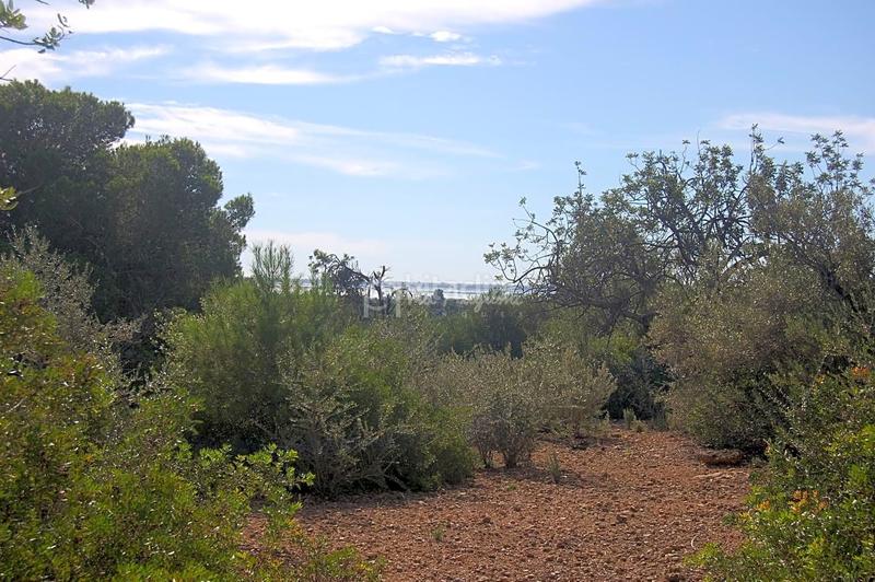 Foto 4d074a3d-2c57-4f33-a2fa-c011c0c34ac8. Landgut in Ampolla (L´)