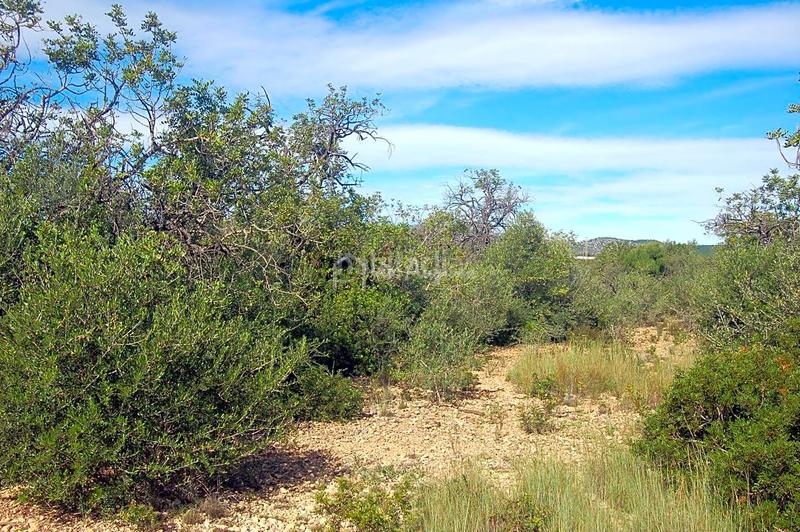 Foto 729a8b69-211d-44a7-999e-413f2ba33a1d. Finca rústica en Ampolla (L´)