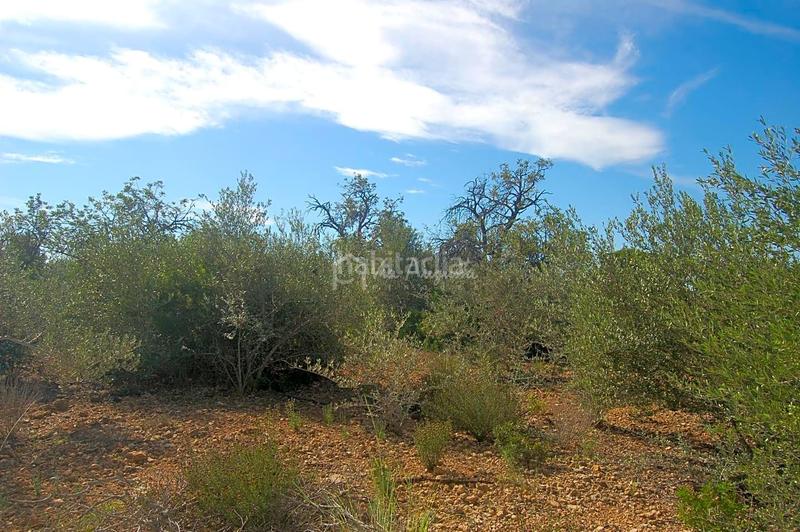 Foto df1f9ced-bb68-4fb6-b886-ec13ee1e5ba7. Finca rústica en Ampolla (L´)