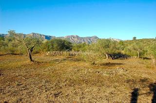 Finca rústica  Partida del burgà