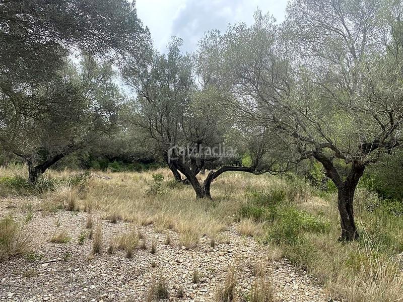Foto 1f083b29-eb3a-41b4-85bc-8d48b1d32a06. Finca rústica a L´Ametlla de Mar Ametlla de Mar (L´)