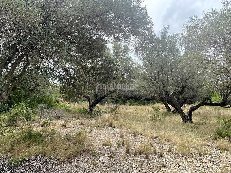 Foto 23926c8a-aa6a-46c1-9285-f33f615443a0. Finca rústica a L´Ametlla de Mar Ametlla de Mar (L´)