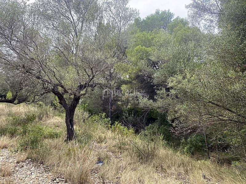 Foto 4e245779-5550-4665-aeb8-f1783a9f4b48. Finca rústica a L´Ametlla de Mar Ametlla de Mar (L´)