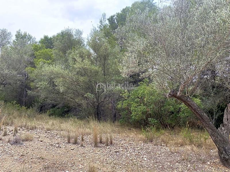 Foto e18cfe87-a27d-4fb5-80f3-05d18b4e66d7. Finca rústica a L´Ametlla de Mar Ametlla de Mar (L´)