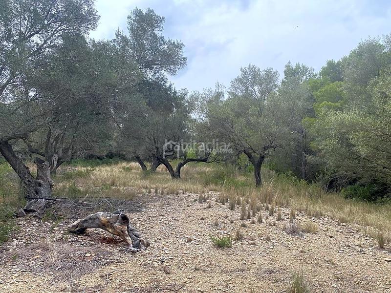 Foto e5d4133d-1722-4e1e-a86f-14394632d95e. Finca rústica a L´Ametlla de Mar Ametlla de Mar (L´)
