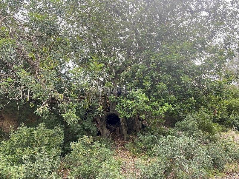 Foto f705452b-269a-46b8-9c26-548ee8cccfe9. Finca rústica a L´Ametlla de Mar Ametlla de Mar (L´)
