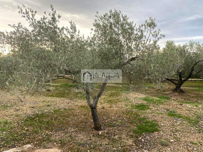 Foto bdacbcc7-e28b-4cb7-b629-59f6d4c1ed60. Fondo rustico in Urbanitzacions Tortosa