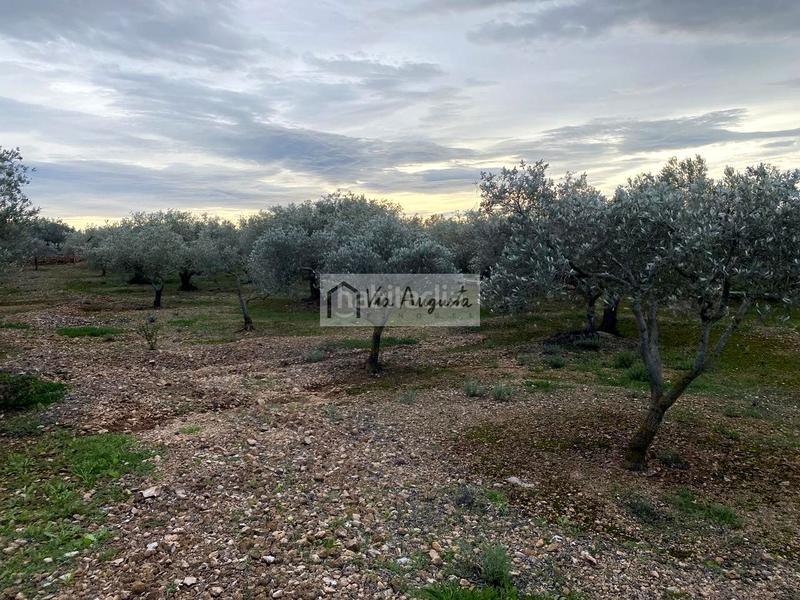 Foto 9b2a280a-505d-4aac-91d7-3249a3f1a4fa. Finca rústica en Urbanitzacions Tortosa