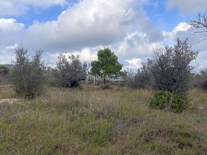 Foto 7d85e444-f5a2-478e-9bbd-bd89c648f956. Rural plot in Perelló (El)