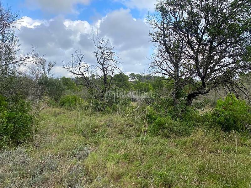 Foto acb7524a-cd8d-4bd7-b5fd-8c1bd3fe0a5e. Rural plot in Perelló (El)