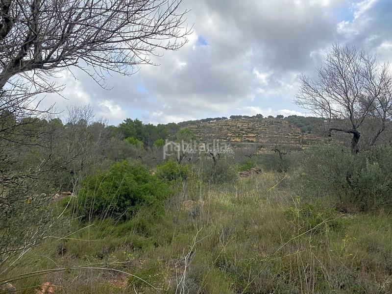 Foto 43b059a1-c33e-4aa7-bb2d-7ae0bb4571e0. Finca rústica a Perelló (El)