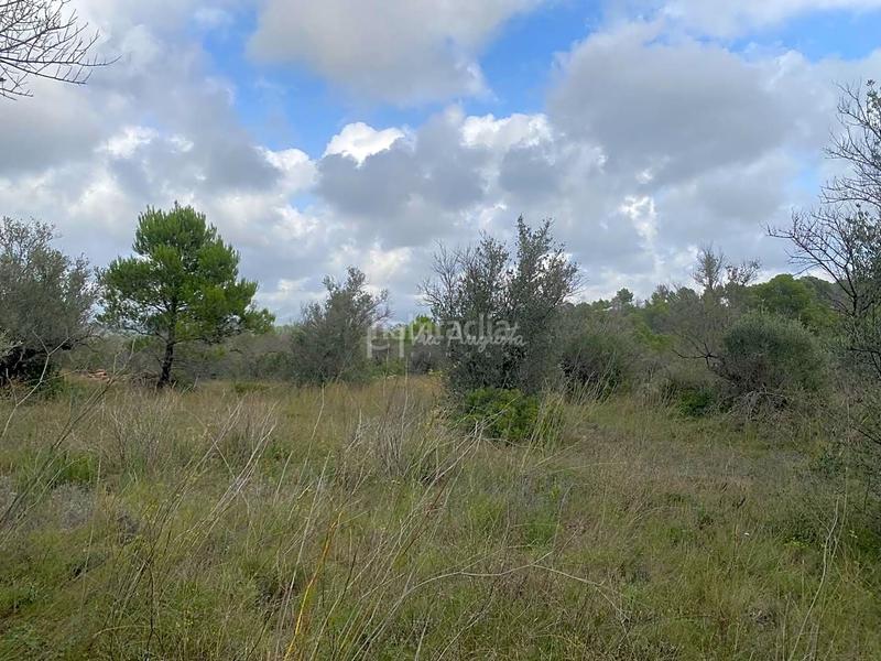 Foto 8c9d114a-be21-4685-a0b5-fbfbed77b55e. Finca rústica a Perelló (El)