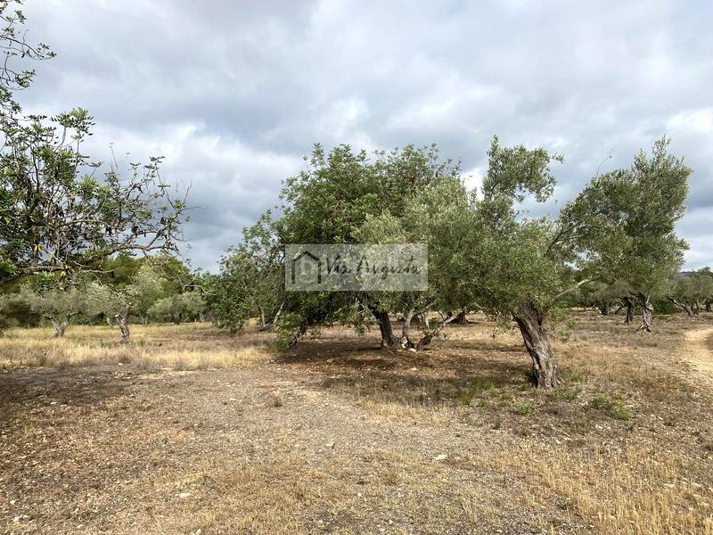 Foto 3edcb9d3-31a7-4407-9471-dd22e3a7eb08. Fondo rustico in L´Ametlla de Mar Ametlla de Mar (L´)