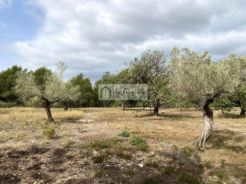 Foto 45709c4d-3a9f-44de-9ec1-383767db30c6. Fondo rustico in L´Ametlla de Mar Ametlla de Mar (L´)