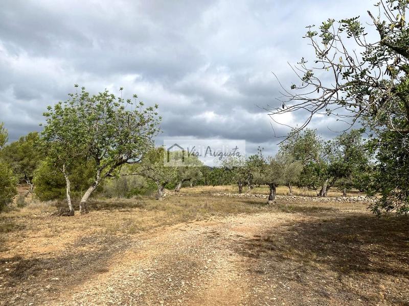 Foto d9aaab48-3281-4758-8152-b84917d4bb0e. Fondo rustico in L´Ametlla de Mar Ametlla de Mar (L´)