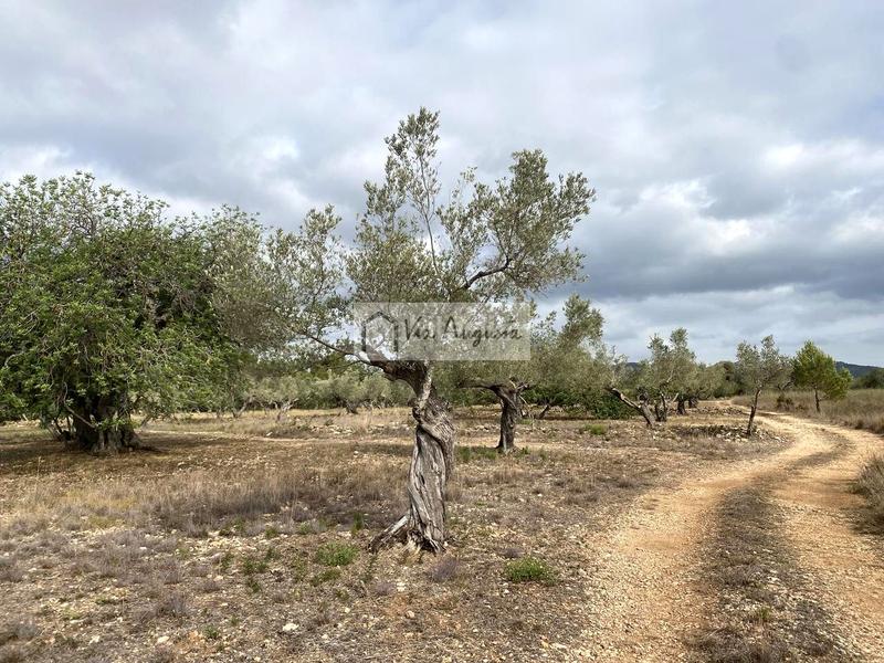 Foto 1bf87a32-be18-4eb8-8504-4a2e51e7f24b. Landgut in L´Ametlla de Mar Ametlla de Mar (L´)