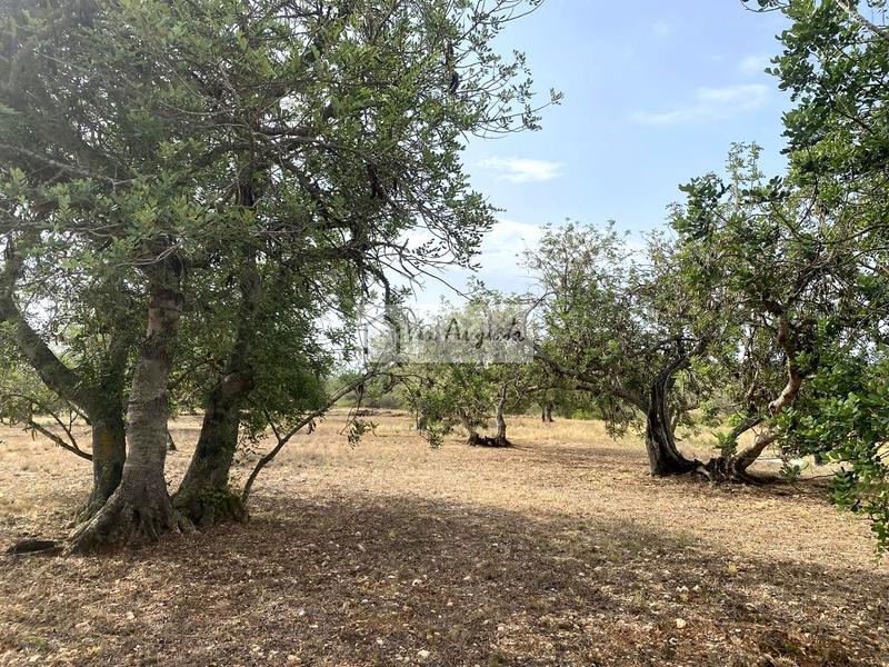 Foto 1ade1287-7196-4bf0-8553-464262ee3508. Finca rústica a L´Ametlla de Mar Ametlla de Mar (L´)