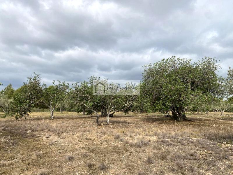 Foto 34f7824e-9e6c-4cd1-9355-aa01784493b0. Finca rústica a L´Ametlla de Mar Ametlla de Mar (L´)