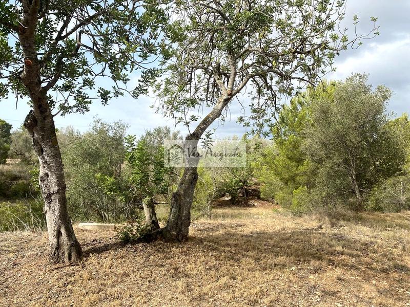 Foto 53db4901-89f5-40e0-9015-933cbbc6c406. Finca rústica a L´Ametlla de Mar Ametlla de Mar (L´)