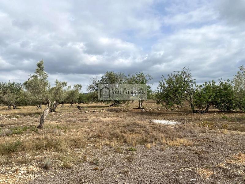 Foto e2a95d65-7195-4420-ba45-0a47b03c0f8c. Finca rústica a L´Ametlla de Mar Ametlla de Mar (L´)