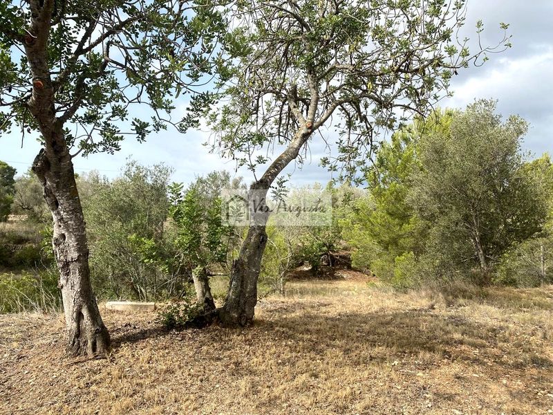 Foto 53db4901-89f5-40e0-9015-933cbbc6c406. Finca rústica en L´Ametlla de Mar Ametlla de Mar (L´)
