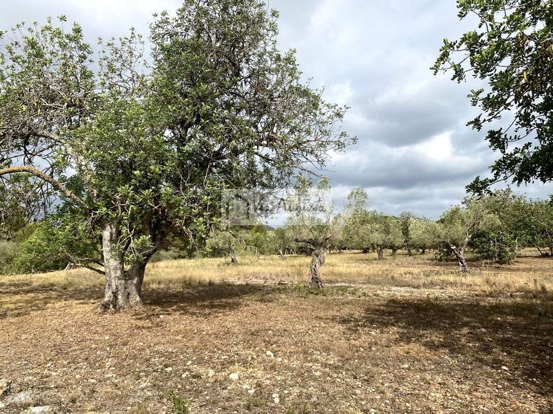 Foto 5a3ce1d2-781a-4ce5-832a-a1d89591bd9a. Finca rústica en L´Ametlla de Mar Ametlla de Mar (L´)