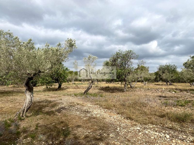 Foto 64fe3842-a116-4b86-91a2-ea49d0b4778b. Finca rústica en L´Ametlla de Mar Ametlla de Mar (L´)