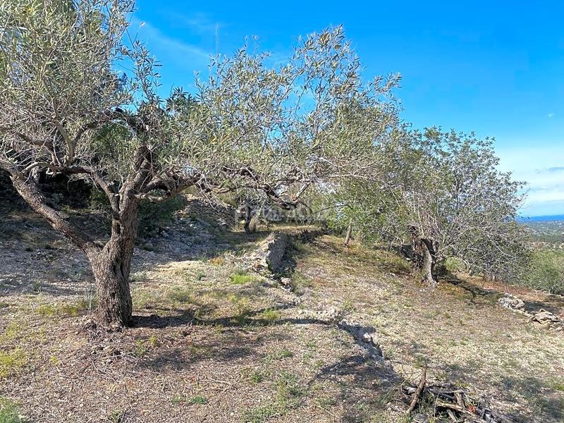 Foto 3acd091d-bb4a-44a3-af41-602c484e1689. Rural plot in Roques Daurades-L´Estany Ametlla de Mar (L´)