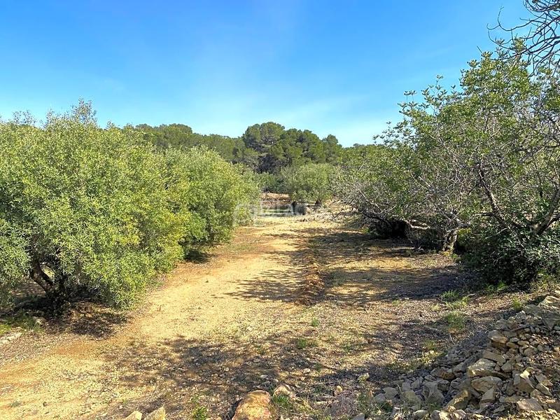 Foto 86b1481a-0f7f-4032-aea3-21111a25ac76. Rural plot in Roques Daurades-L´Estany Ametlla de Mar (L´)