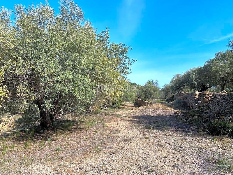 Foto d696ef5a-9103-4f46-a1dd-83c675c451cb. Rural plot in Roques Daurades-L´Estany Ametlla de Mar (L´)