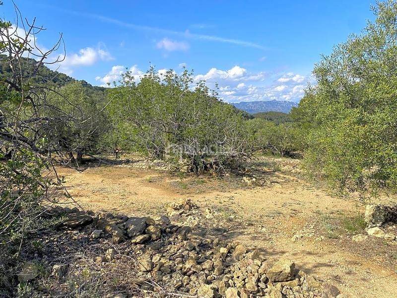Foto 1d7a38dc-72be-4cd8-a8bc-d1e72bd413f6. Finca rústica en Roques Daurades-L´Estany Ametlla de Mar (L´)