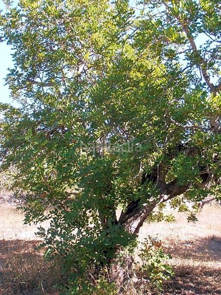 Foto 417b341a-d242-441a-a69e-9e2f58431ad3. Finca rústica en Bítem Tortosa