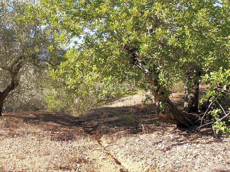 Foto 64ee0786-0567-4139-a5c6-6f75605bc3c2. Finca rústica en Bítem Tortosa