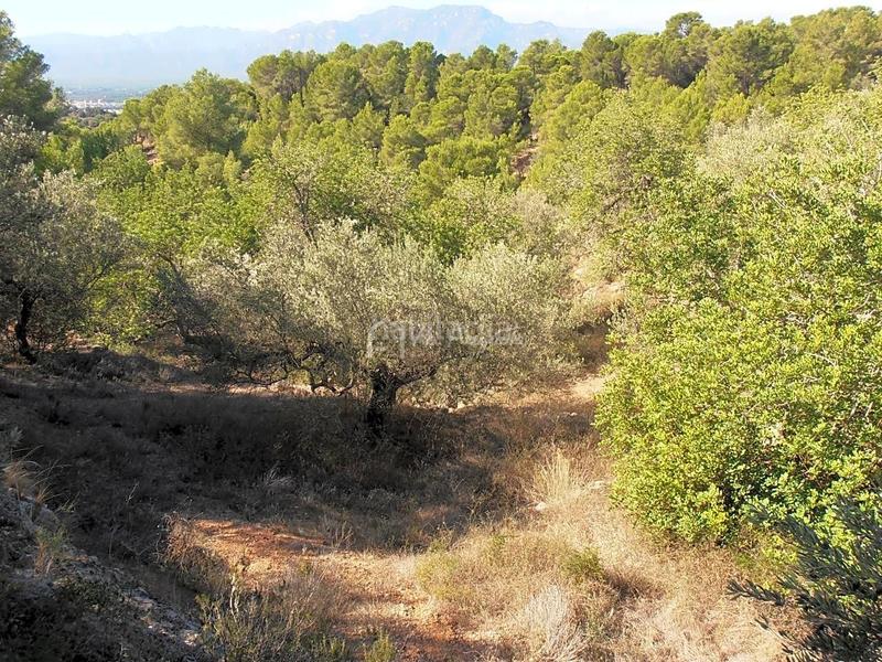Foto bd7f8b8d-6363-4907-a1df-360f1ff1219c. Finca rústica en Bítem Tortosa