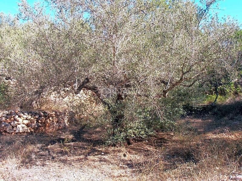 Foto d6ca7c3f-37b8-490d-b827-a0ffc6ec1b42. Finca rústica en Bítem Tortosa