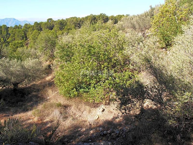 Foto f270d4e1-3026-4c5e-9e6d-009dea8d97d7. Finca rústica en Bítem Tortosa