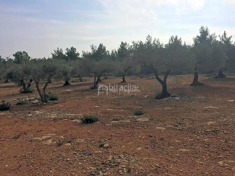 Foto 230700c0-8f89-489b-8de1-380075214f49. Fondo rustico in Perelló (El)