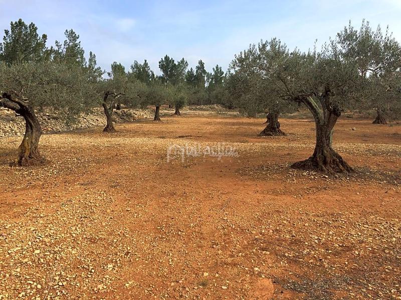 Foto 26a26d2d-0eb0-4365-93e8-b79aa9bcd648. Rural plot in Perelló (El)