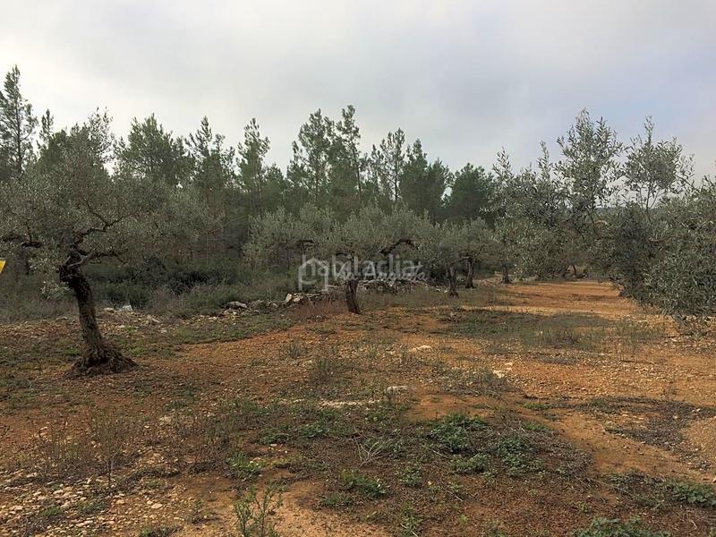 Foto 824ff62e-a501-4508-b9ac-6e26702c0e3f. Rural plot in Perelló (El)