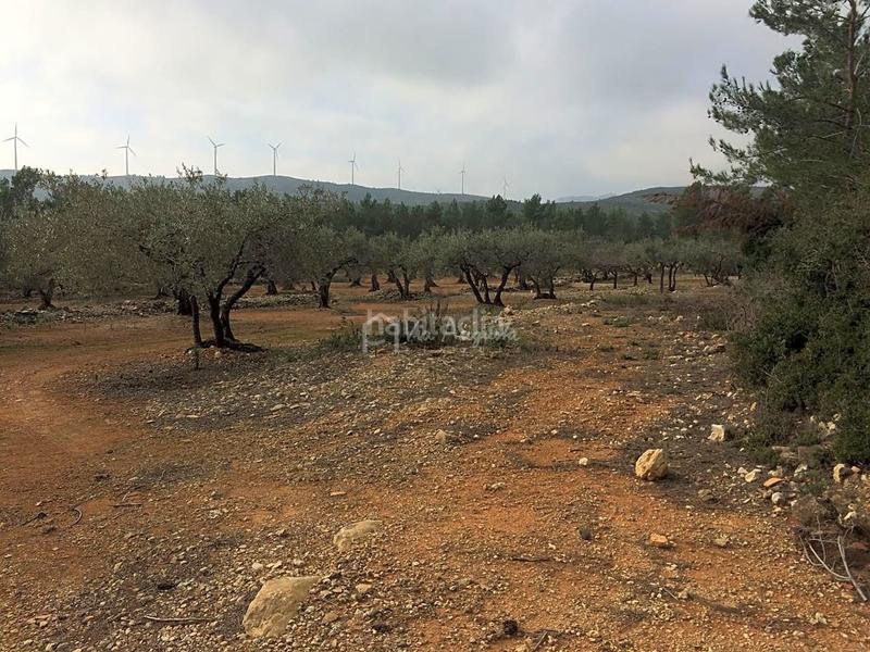 Foto b58f815c-8735-4b9b-b20a-e757c1b2d871. Rural plot in Perelló (El)
