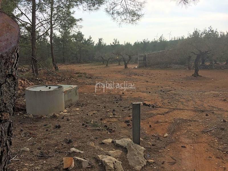 Foto d39ef391-04f9-4d10-a431-3fccf43d4e90. Rural plot in Perelló (El)