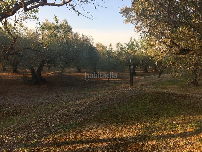 Foto 128da264-a7a6-423c-b36a-1dbe072f92e9. Finca rústica a Perelló (El)