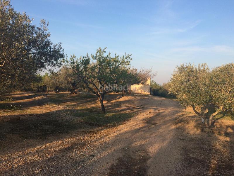 Foto 19e3e031-bf69-4bb8-b622-debf34e93314. Finca rústica a Perelló (El)