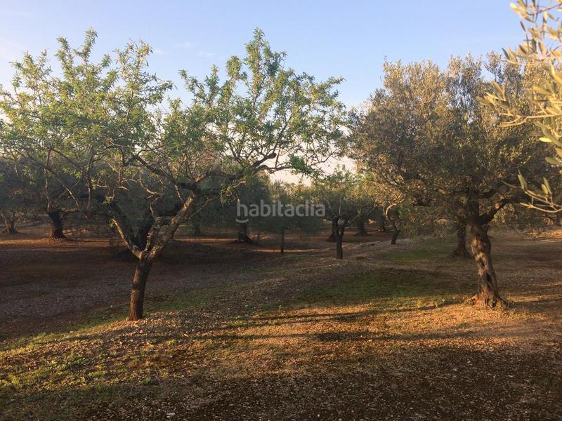 Foto 3543001d-0a03-48c3-92cb-260fa02c2df3. Finca rústica a Perelló (El)