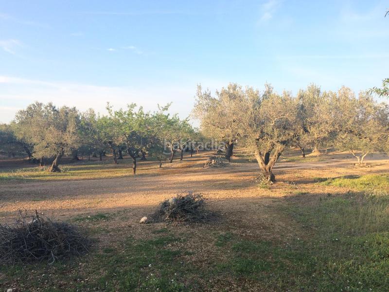 Foto 40199183-98f3-4630-a284-b557860df99a. Finca rústica a Perelló (El)