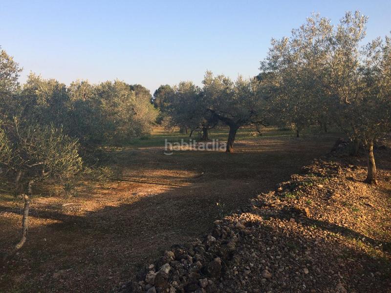 Foto 48b42fb9-d0f7-4ea2-a7a5-d0cc8abe0865. Finca rústica a Perelló (El)
