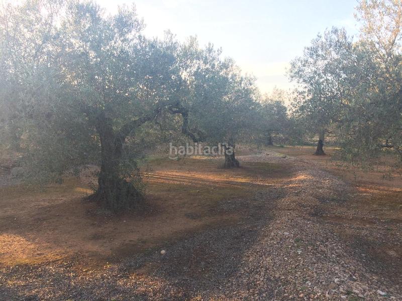 Foto 6cd851c7-fd98-45fd-afa0-de570a99cde8. Finca rústica a Perelló (El)