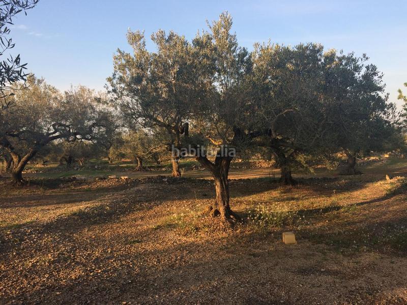 Foto fe9214db-a75a-4a28-8983-78604ce56270. Finca rústica a Perelló (El)